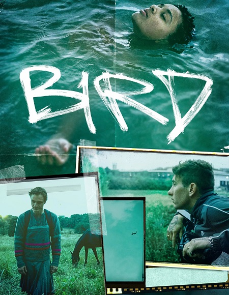 مشاهدة فيلم تحميل Bird 2024 مترجم
